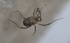 Odiellus lendlii
