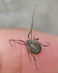 Odiellus lendlii