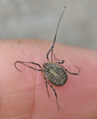 Odiellus lendlii