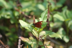 Abisara echerius