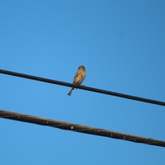 Haemorhous mexicanus