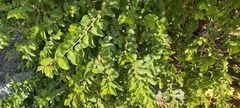 Ziziphus jujuba