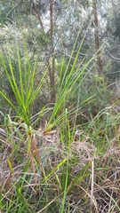 Cladium procerum