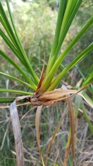 Cladium procerum