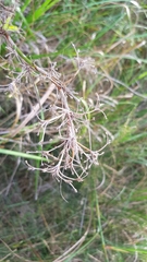 Cladium procerum