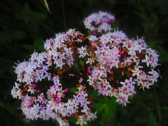 Stevia serrata