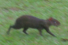 Dasyprocta variegata