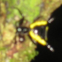 Micrathena pungens