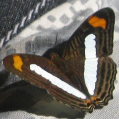 Adelpha iphicleola