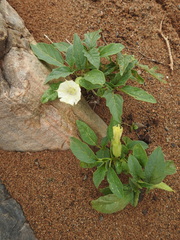 Datura leichhardtii