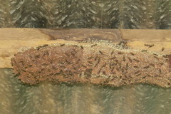 Metapolybia