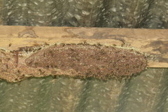 Metapolybia