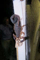 Centruroides gracilis