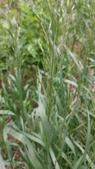 Bromopsis