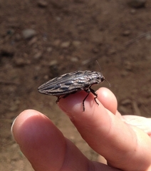 Chalcophora angulicollis