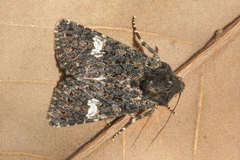 Polymixis serpentina