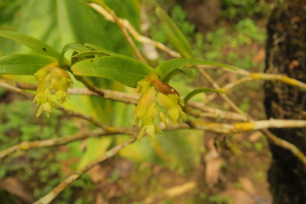 Epidendrum pseudoramosum Schltr.