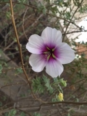 Malva subovata bicolor