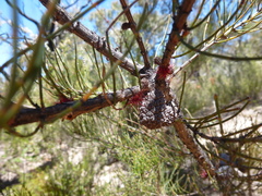 Allocasuarina paradoxa