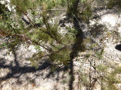 Allocasuarina paradoxa