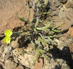Cylindropuntia tesajo