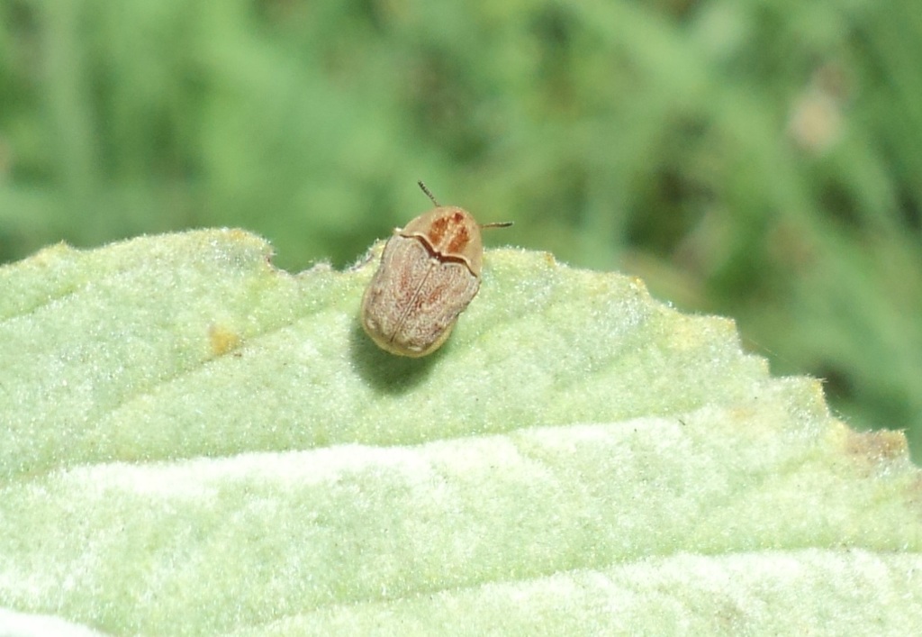 Chlamisus hypocrita