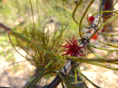 Allocasuarina paradoxa