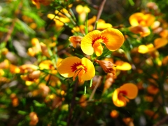 Dillwynia tenuifolia