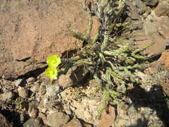 Cylindropuntia tesajo