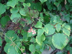 Hydrangea anomala