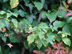 Hydrangea anomala