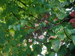 Hydrangea anomala