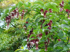 Leycesteria formosa