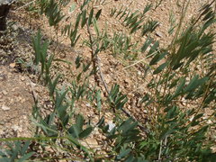 Tephrosia vicioides