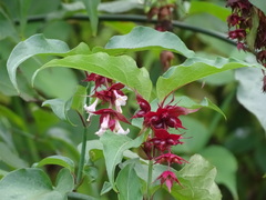 Leycesteria formosa