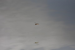 Brachythemis contaminata