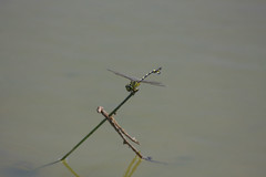 Sinictinogomphus clavatus