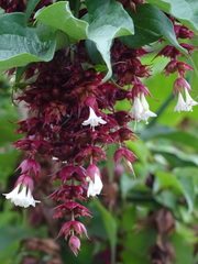 Leycesteria formosa