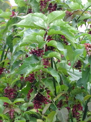 Leycesteria formosa