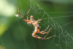 Araneae