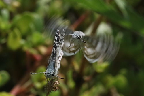 White Checkered-Skipper photo 3