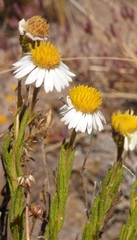 Diplostephium meyenii