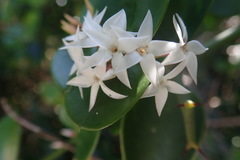 Carissa bispinosa