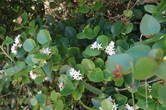 Carissa bispinosa