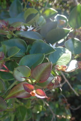 Carissa bispinosa