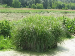 Carex elata