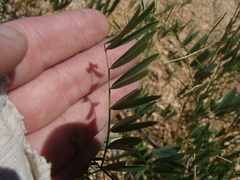 Tephrosia vicioides