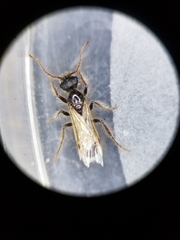 Pogonomyrmex occidentalis