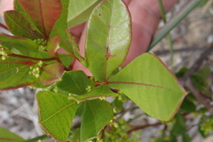 Searsia laevigata laevigata