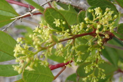 Searsia laevigata laevigata